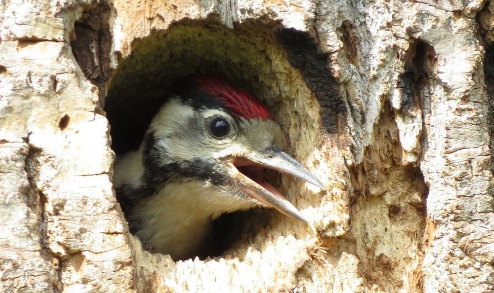 Great Spotted Woodpecker