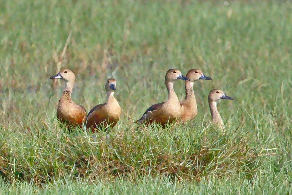 Lesser Whistling-Duck