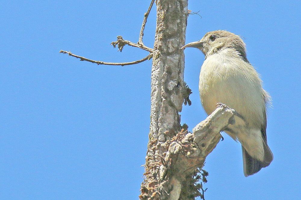 Nilgiri Flowerpecker