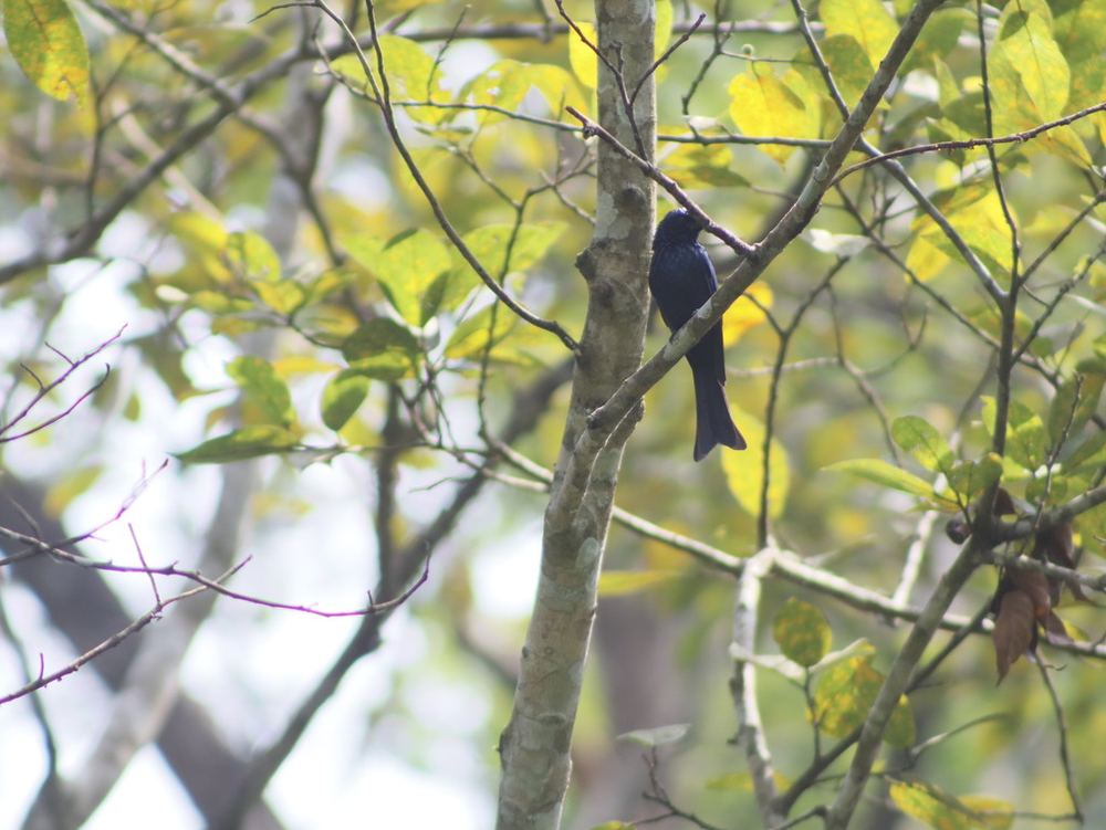 Bronzed Drongo