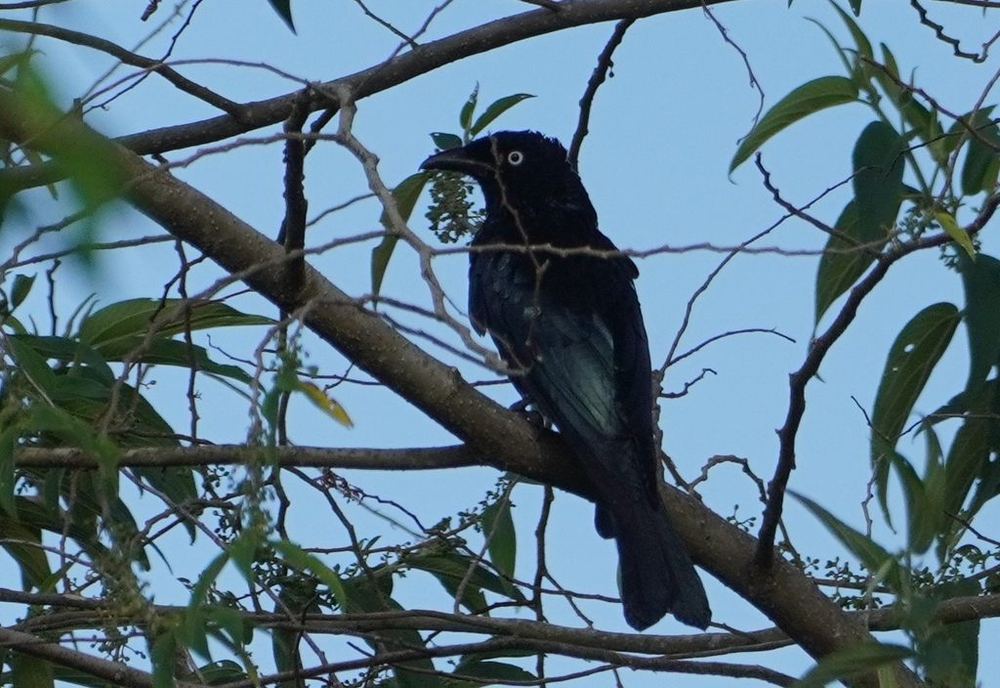 Hair-crested Drongo