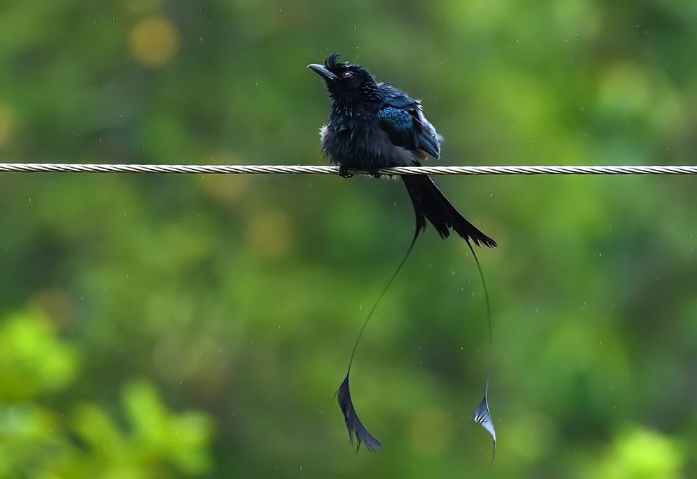 Greater Racket-tailed Drongo