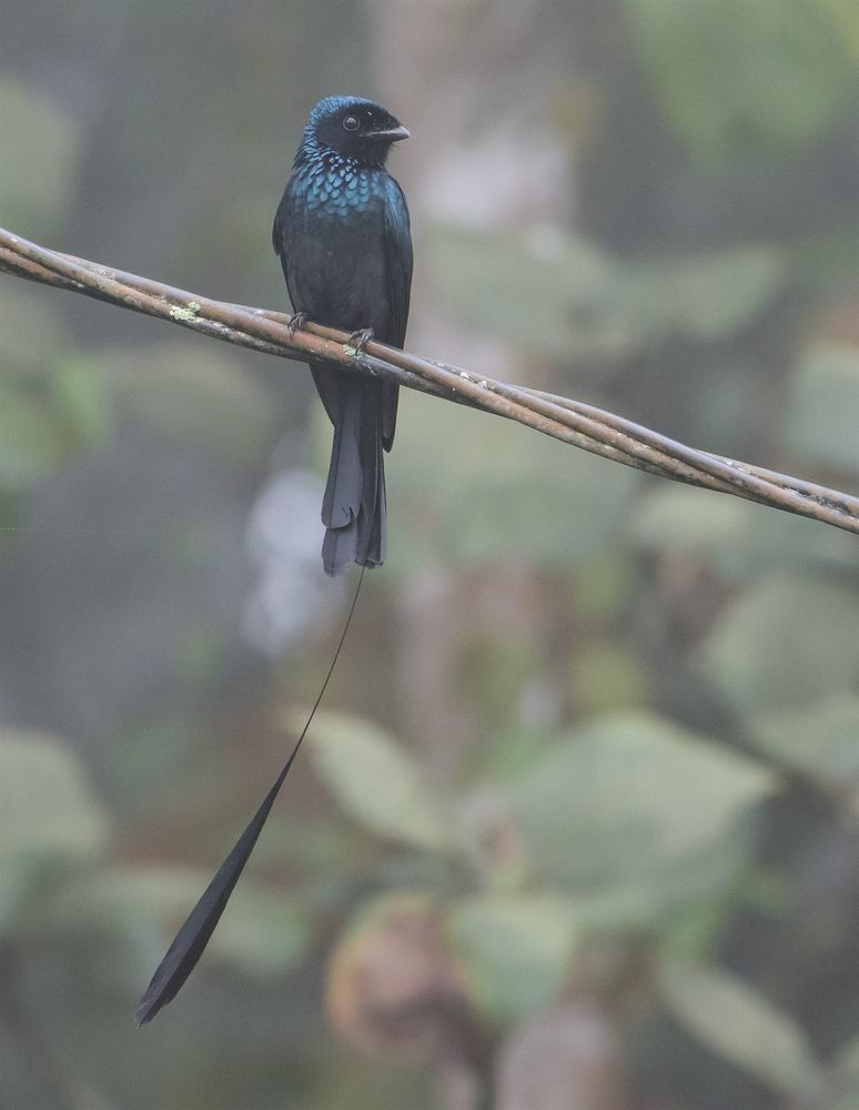 Lesser Racket-Tailed Drongo