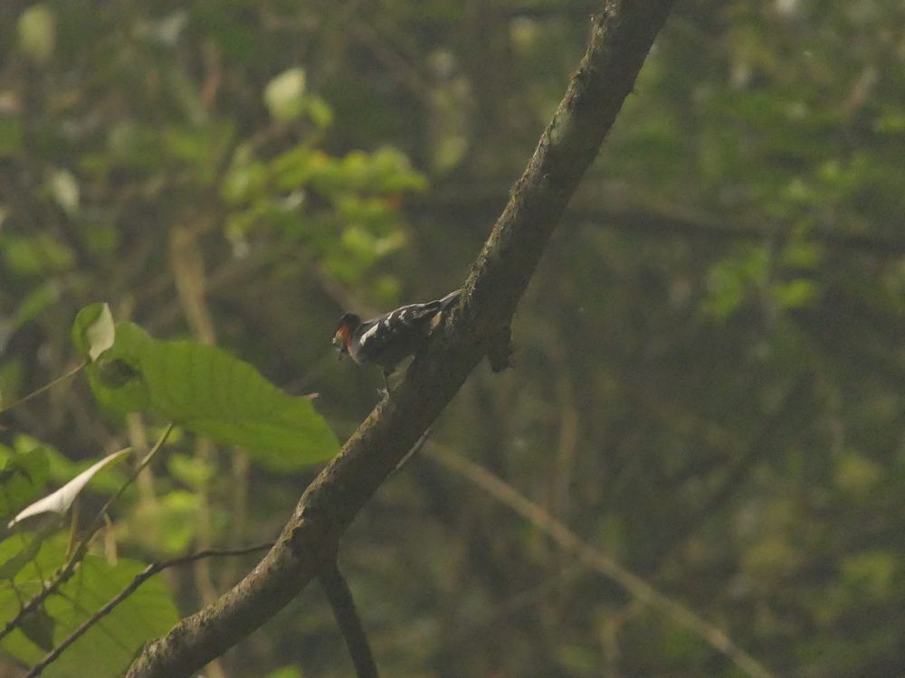 Crimson-naped Woodpecker