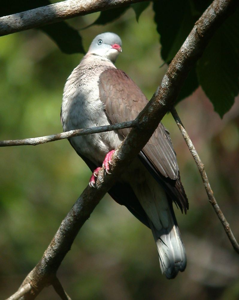 Mountain Imperial Pigeon