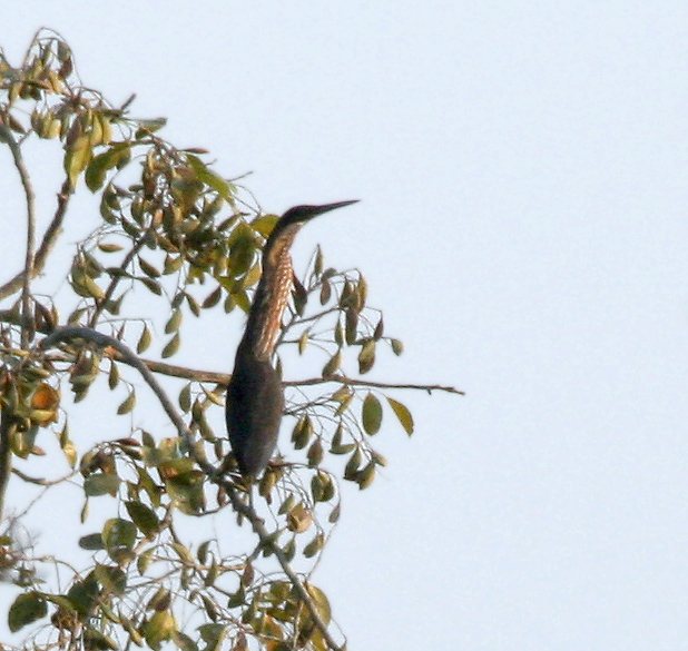 Dupetor flavicollis