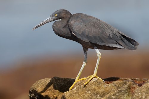 Pacific Reef-Heron