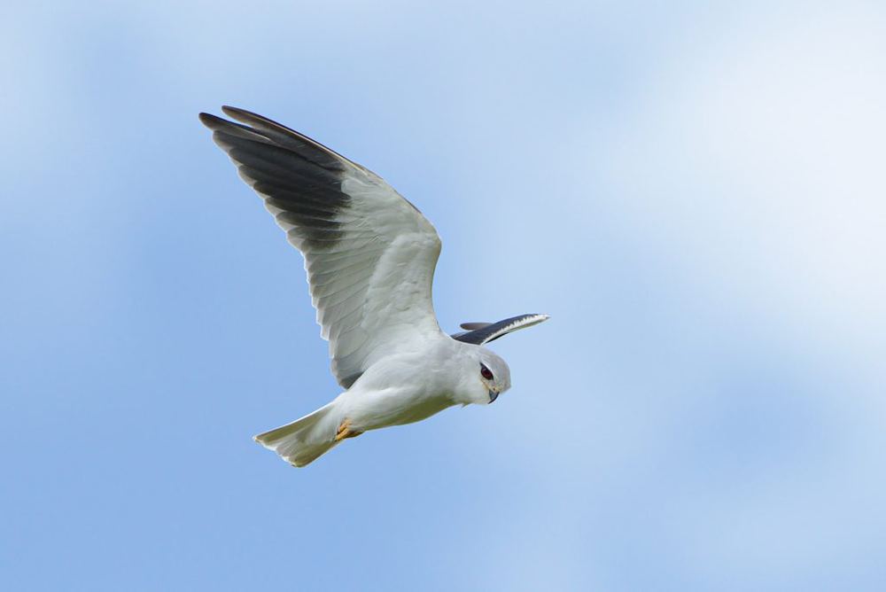 Black-winged Kite