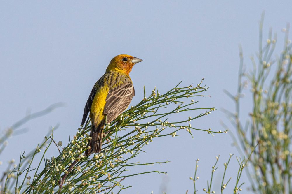 Red-headed Bunting