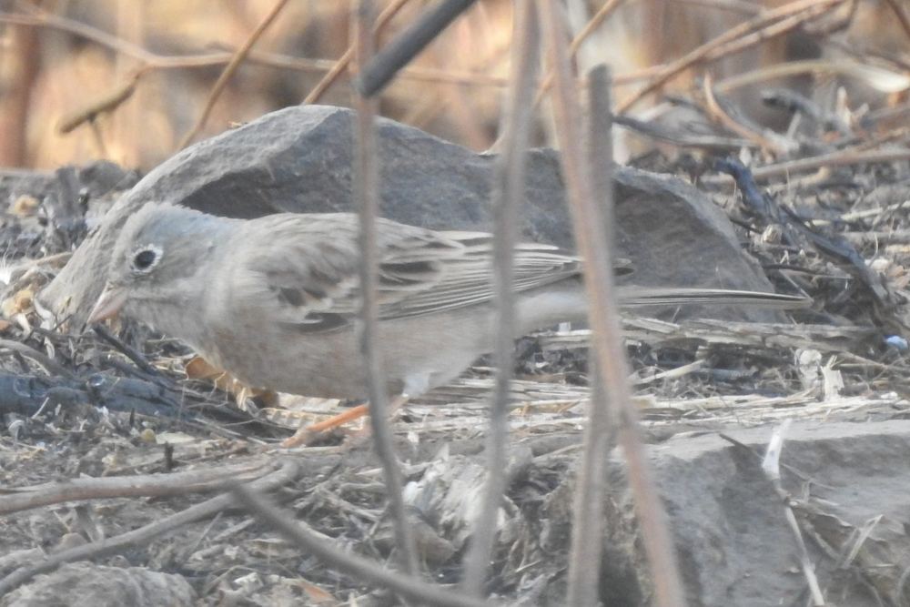Grey-necked Bunting