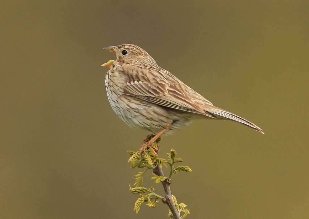 Emberiza calandra