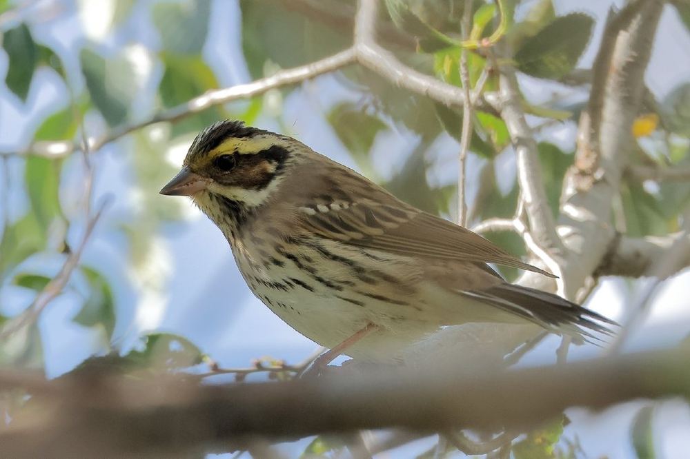 Yellow-browed Bunting