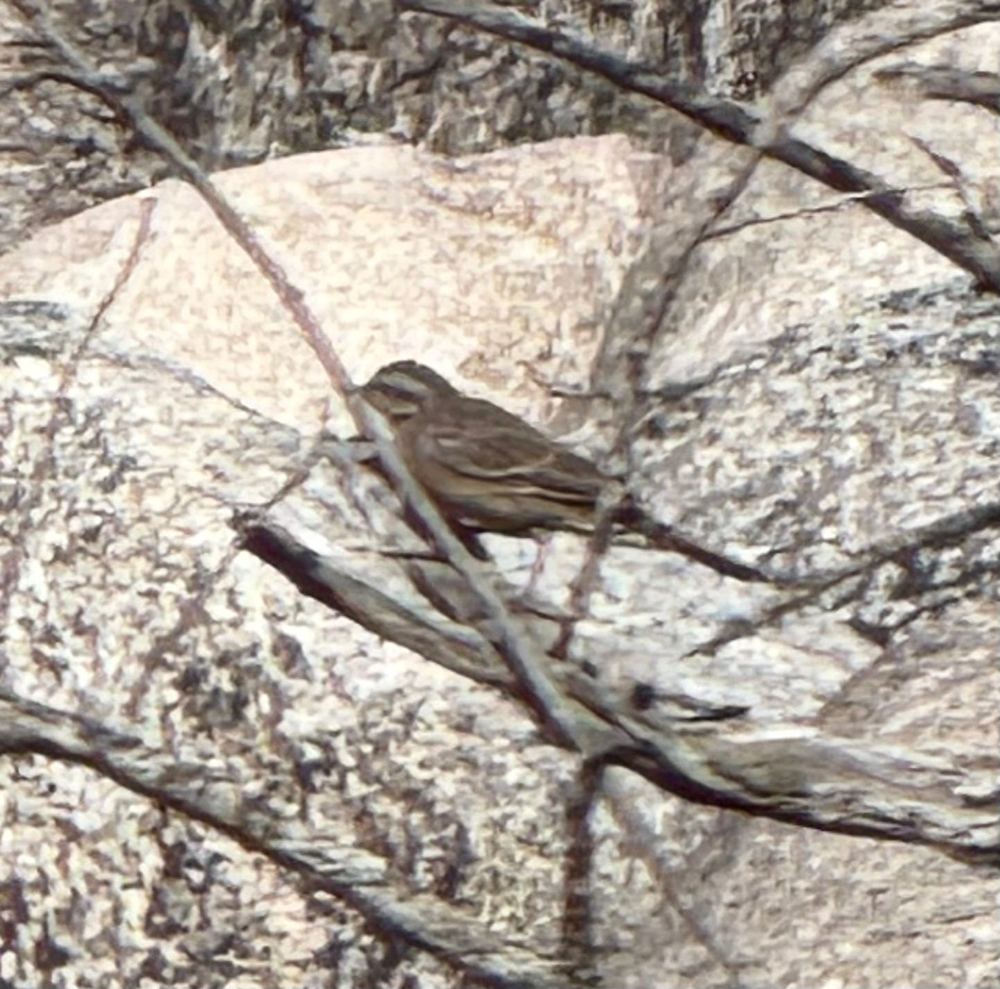 Rock Bunting