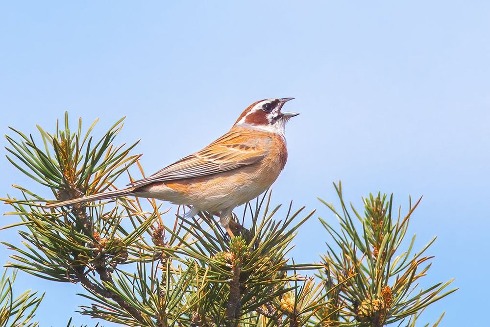 Meadow Bunting