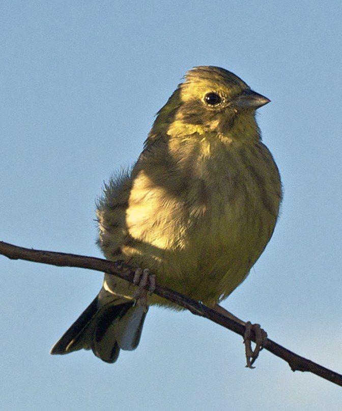 Yellowhammer