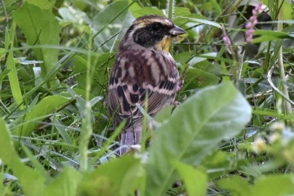 Yellow-throated Bunting