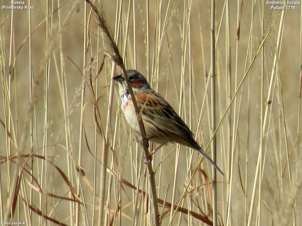 Chestnut-eared Bunting