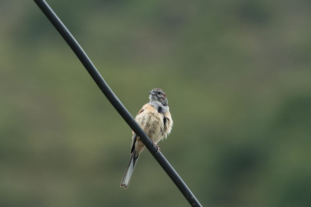 Godlewski's Bunting