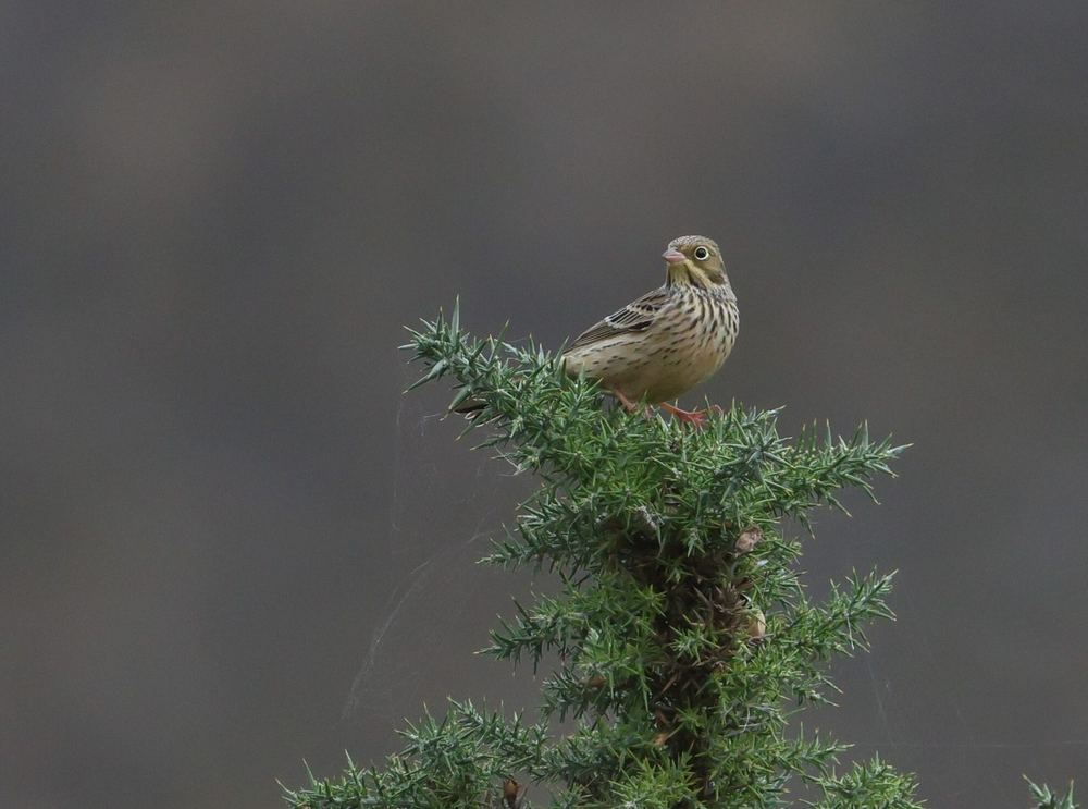 Ortolan Bunting