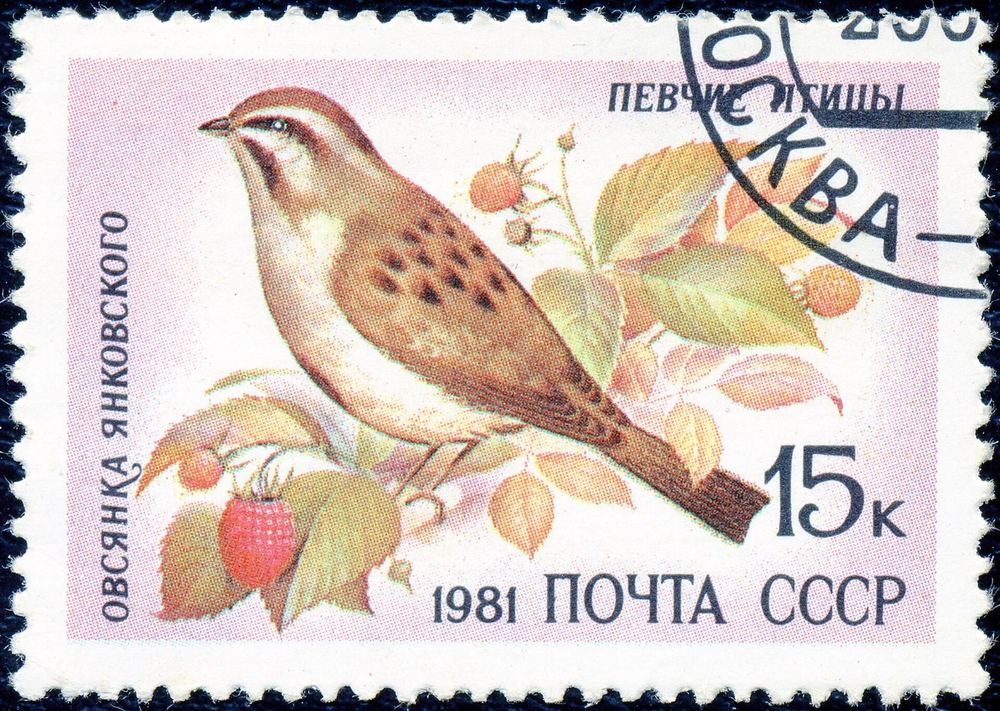 Emberiza jankowskii