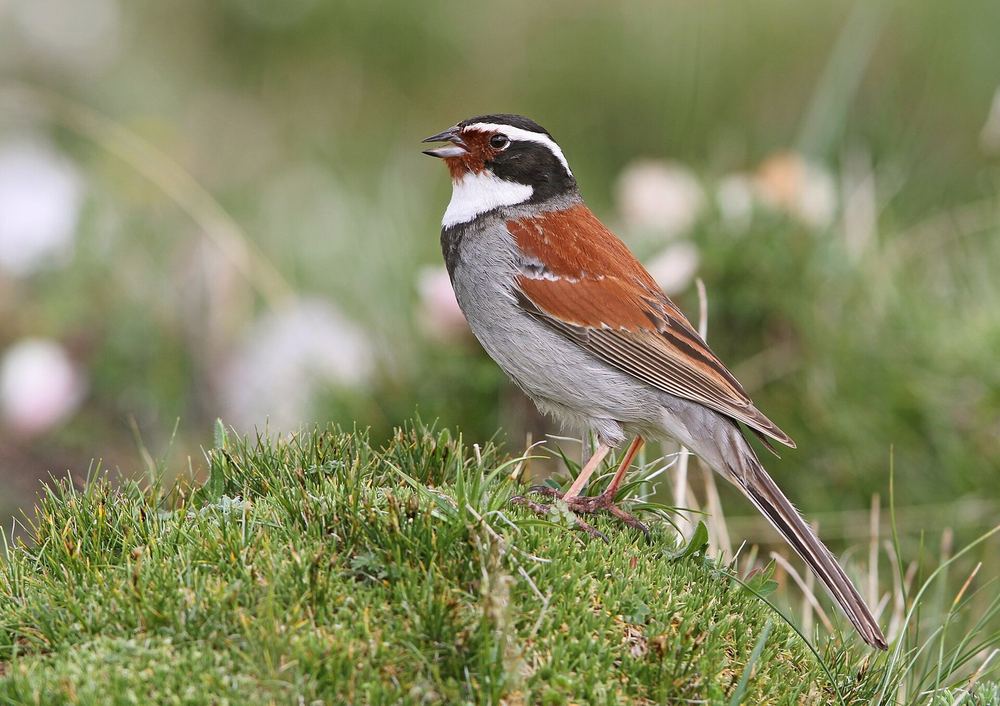 Emberiza koslowi