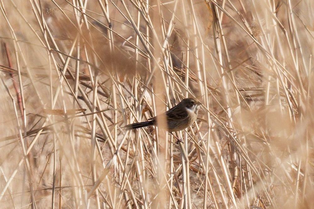 Pallas's Reed Bunting