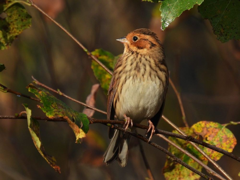 Little Bunting