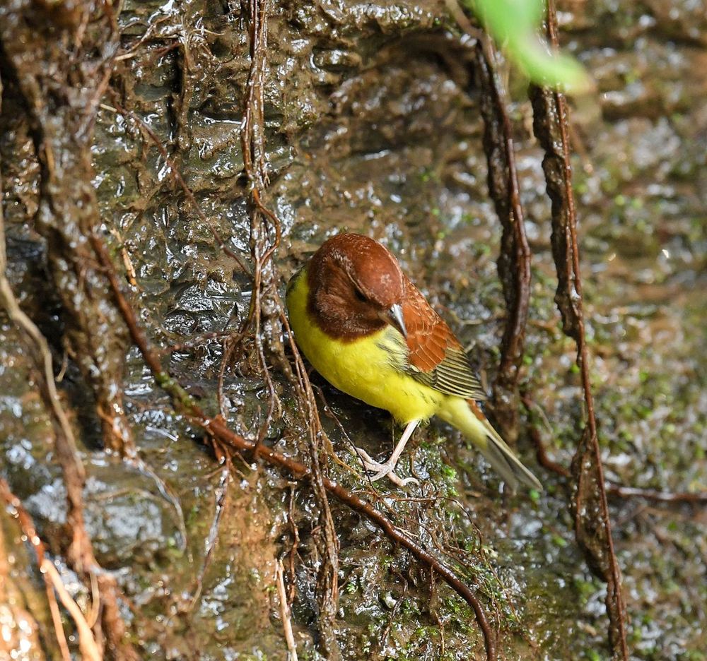 Chestnut Bunting