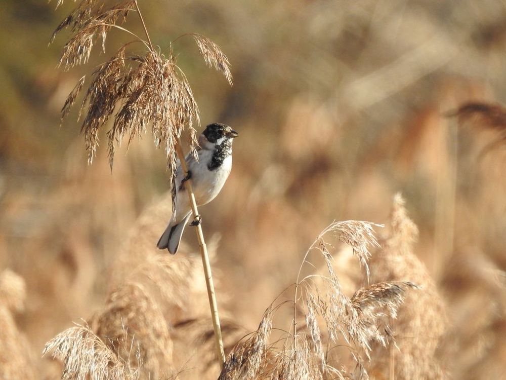 Common Reed Bunting