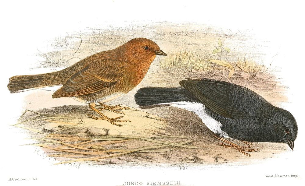 Emberiza siemsseni