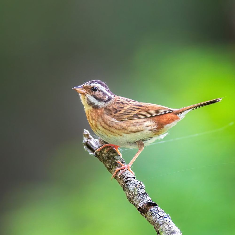 Tristram's Bunting