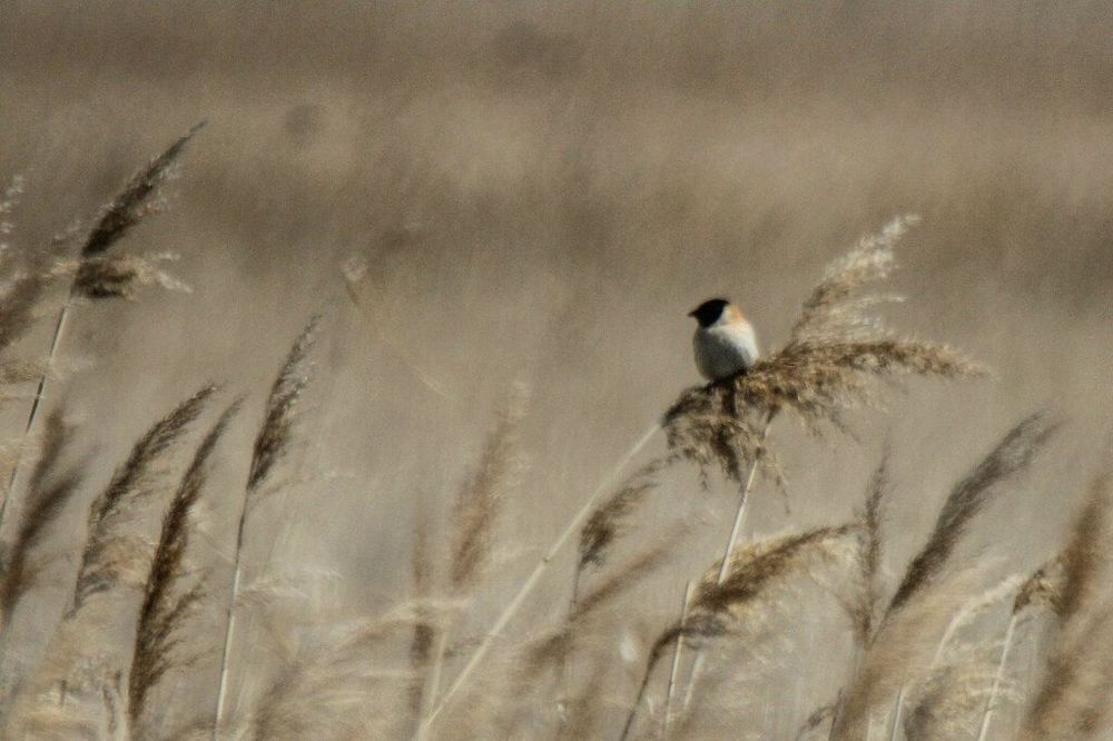 Ochre-rumped Bunting