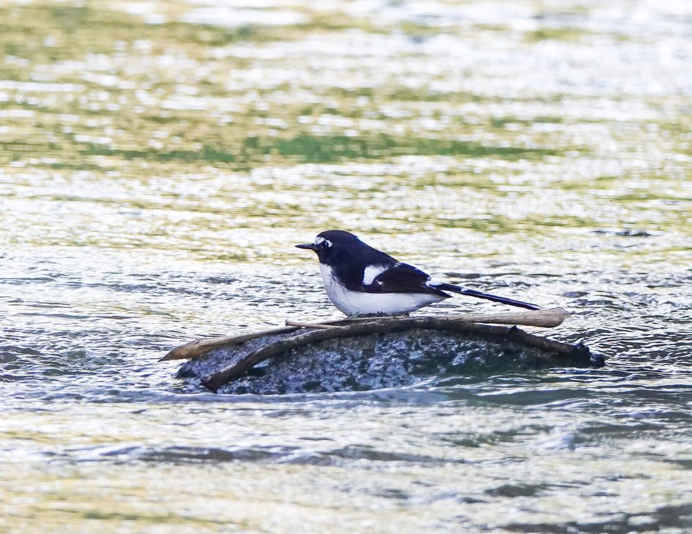 Black-backed Forktail
