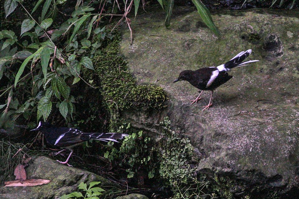 White-Crowned Forktail