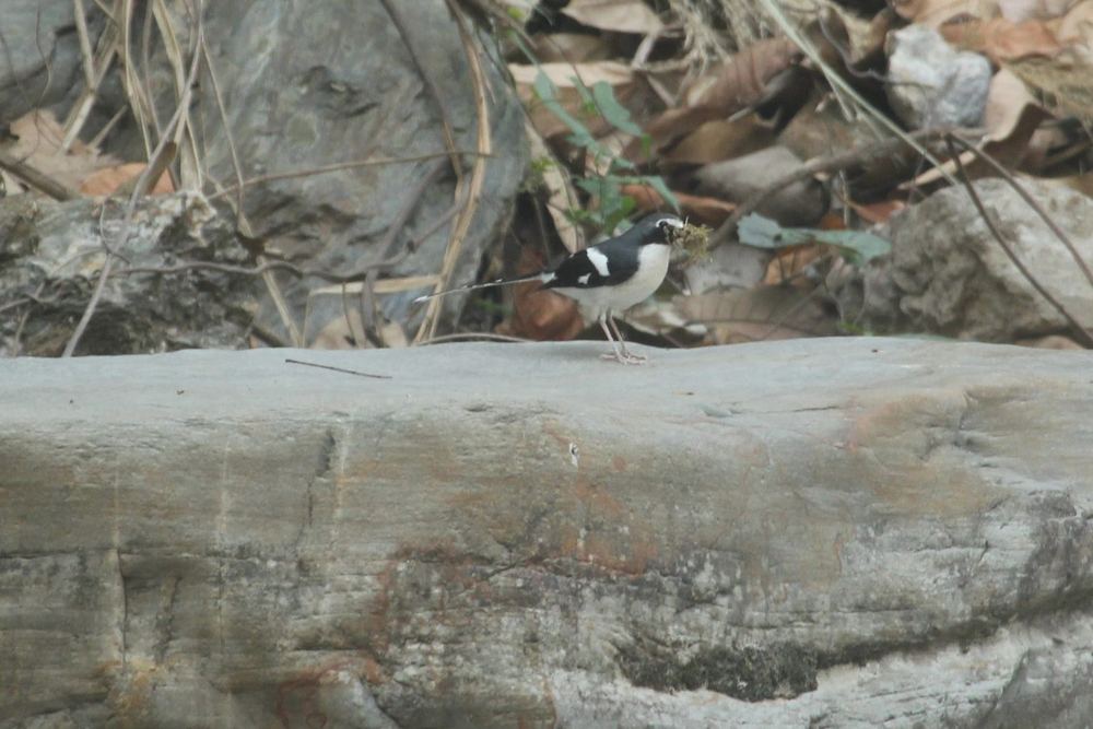 Slaty-backed Forktail