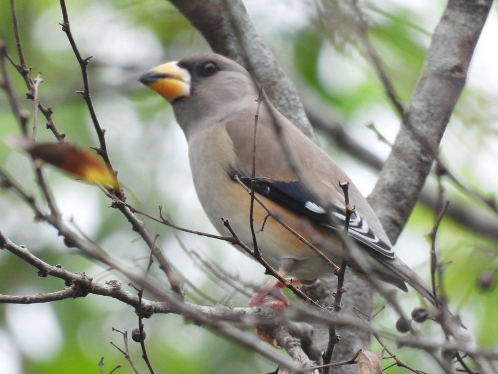 Chinese Grosbeak