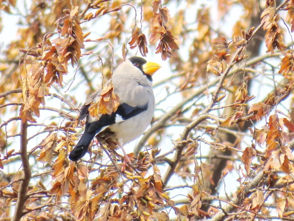 Japanese Grosbeak