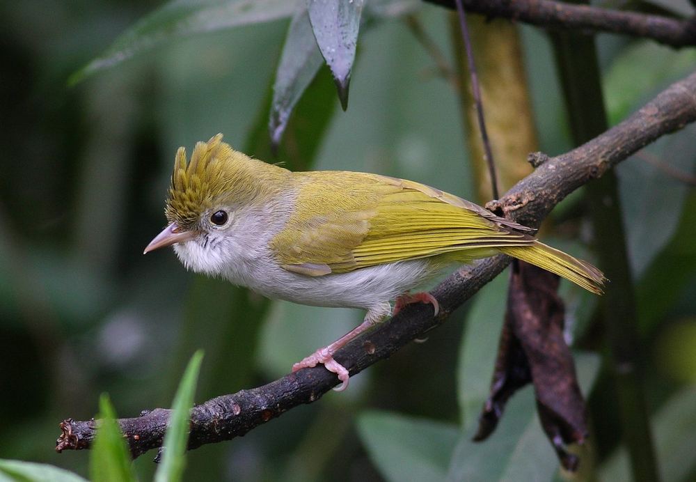 White-Bellied Erpornis