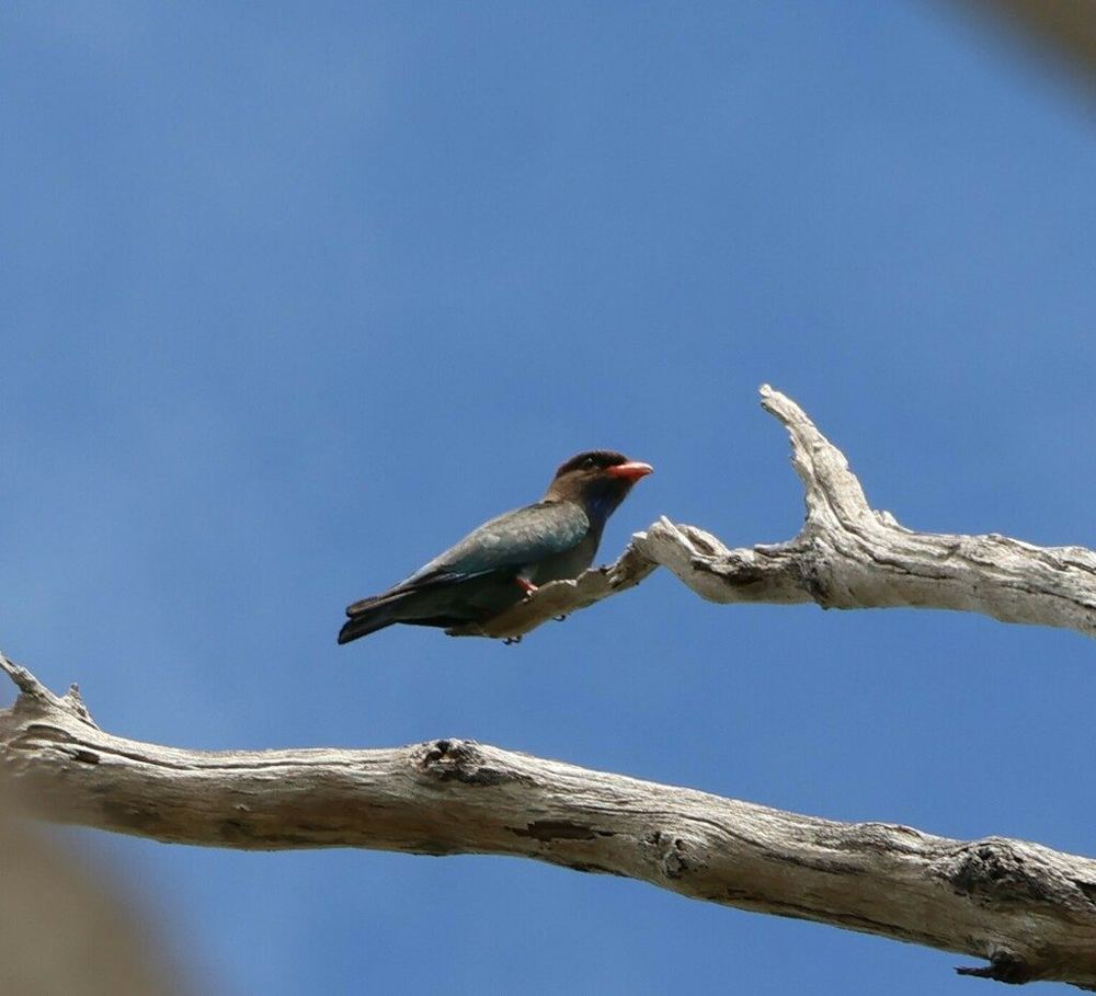 Dollarbird
