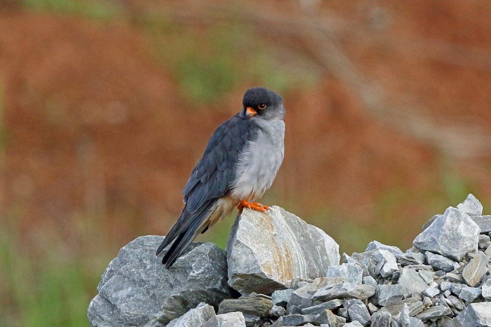 Amur Falcon