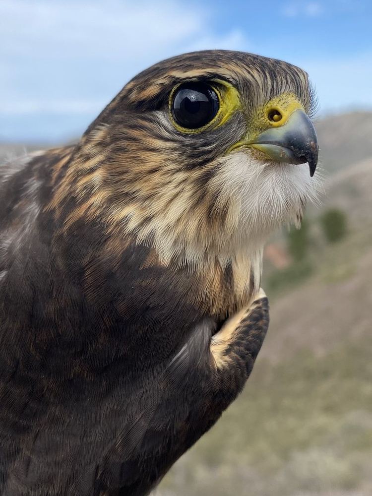 Merlin