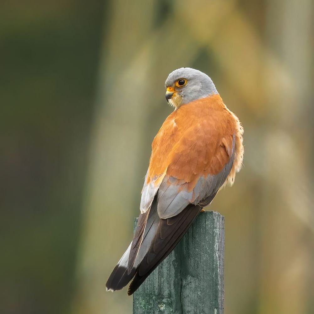 Lesser Kestrel