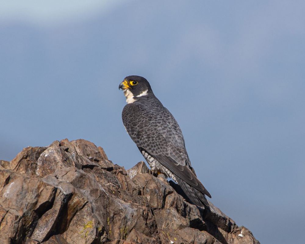 Peregrine Falcon