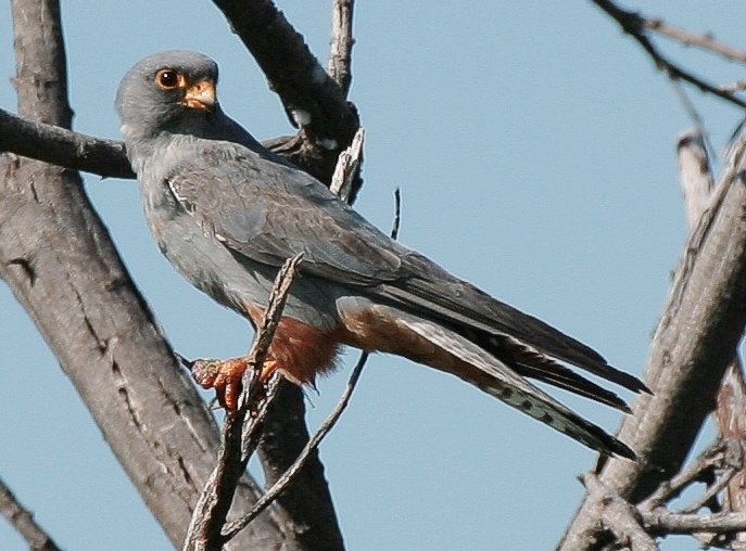Falco vespertinus