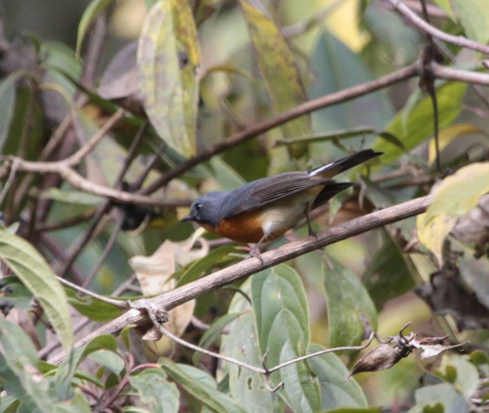 Slaty-backed Flycatcher
