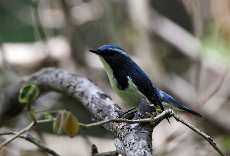 Ultramarine Flycatcher