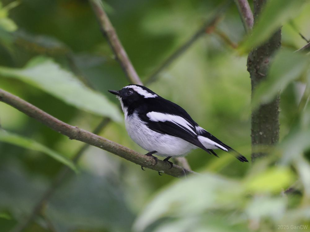 Little Pied Flycatcher