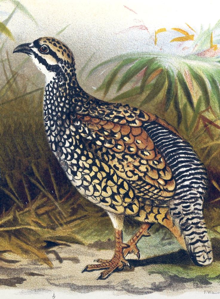 Francolinus pintadeanus