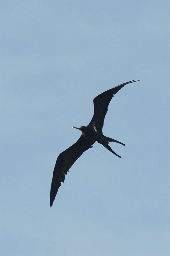 Lesser Frigatebird