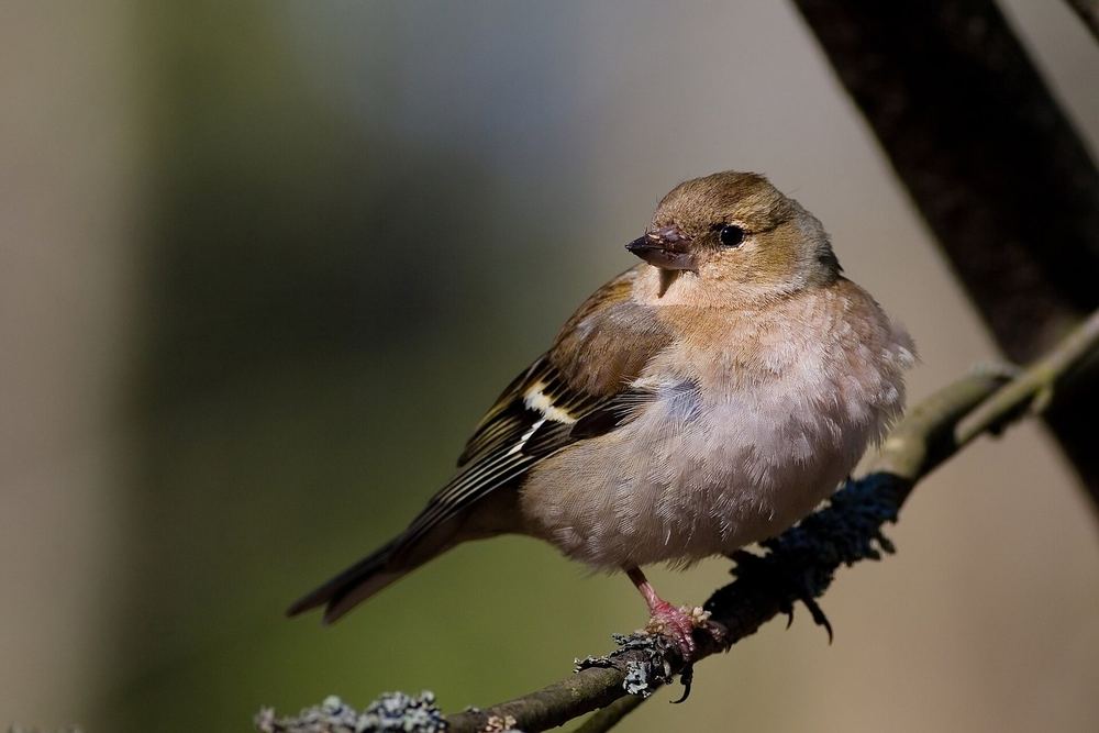 Eurasian Chaffinch